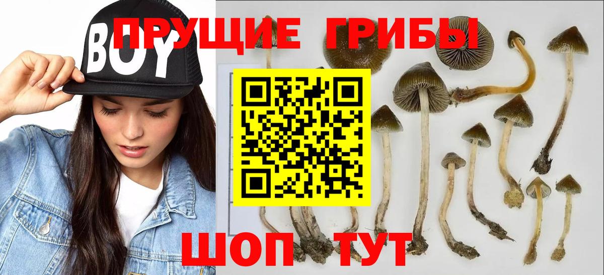 Псилоцибиновые грибы Psilocybine cubensis Еманжелинск